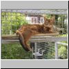 010 Bodie hoog in de buitenren.jpg
